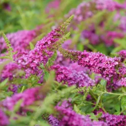 Lo & Behold® Ruby Chip Butterfly Bush