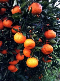 Bumper Satsuma Mandarin -The Tree Center bumper satsuma 1 jpg webp