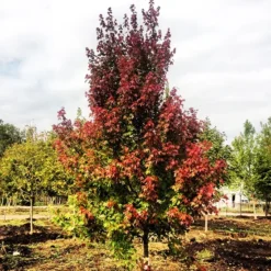 Burgundy Belle Red Maple