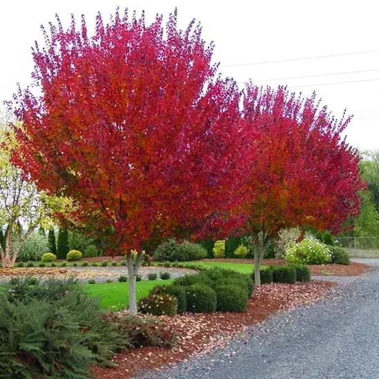 Burgundy Belle Red Maple 2 Burgundy Belle Red Maple - Image 2