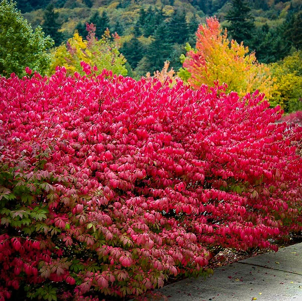 Dwarf Compact Burning Bush 3 Dwarf Compact Burning Bush - Image 3
