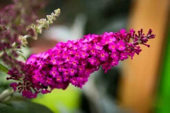 Cranrazz Butterfly Bush -The Tree Center butterfly bush cran razz 1 600x400 1
