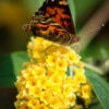 Honeycomb Butterfly Bush