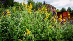 Honeycomb Butterfly Bush 5 Honeycomb Butterfly Bush -The Tree Center butterfly bush honeycomb 3 600x336 1