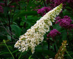 Petite Snow Nanho White Butterfly Bush -The Tree Center butterfly bush petite snow 3 600x480 1