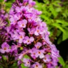 Flutterby Petite® Tutti Fruitti Butterfly Bush