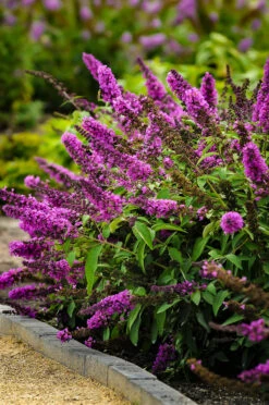 Flutterby Petite® Tutti Fruitti Butterfly Bush -The Tree Center butterfly bush petite tutti fruitti 2 600x903 1