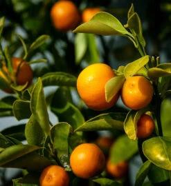 Calamondin Orange Tree -The Tree Center calamondin 1 600x655 1