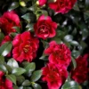 October Magic® Ruby Camellia