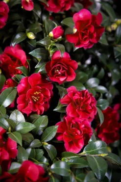 October Magic® Ruby Camellia