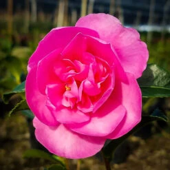 Sparkling Burgundy Camellia -The Tree Center camellia sparkling burgundy 1 600x600 1