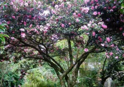 Sparkling Burgundy Camellia -The Tree Center camellia sparkling burgundy 3 600x420 1