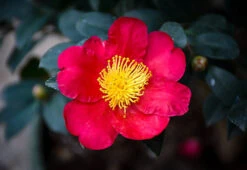 Yuletide Camellia -The Tree Center camellia yuletide 1 600x413 1