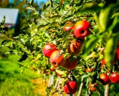 Cameo Apple Tree -The Tree Center cameo apple tree 3 jpg webp