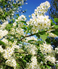Canada Red Chokecherry -The Tree Center canada red chokecherry 2 600x716 1
