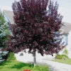 Canada Red Chokecherry