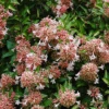 Canyon Creek Abelia