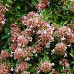 Canyon Creek Abelia