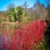 Cardinal Red Twig Dogwood