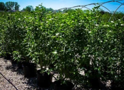 Cardinal Red Twig Dogwood -The Tree Center cardinal red dogwood 4 600x438 1