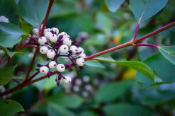 Cardinal Red Twig Dogwood -The Tree Center cardinal red dogwood 5 600x399 1