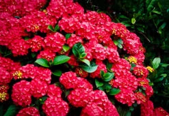 Cardinal Red Hydrangea 5 Cardinal Red Hydrangea -The Tree Center cardinal red hydrangea 1 600x413 1