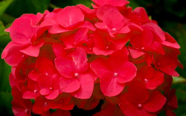 Cardinal Red Hydrangea 2 Cardinal Red Hydrangea - Image 2