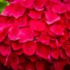 Cardinal Red Hydrangea