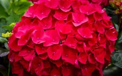 Cardinal Red Hydrangea