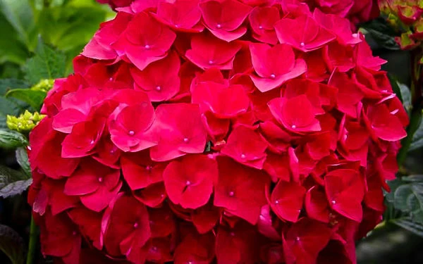 Cardinal Red Hydrangea 1 Cardinal Red Hydrangea