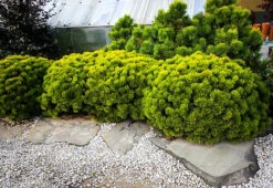 Carstens Wintergold Mugo Pine -The Tree Center carstens mugo pine 1 600x413 1