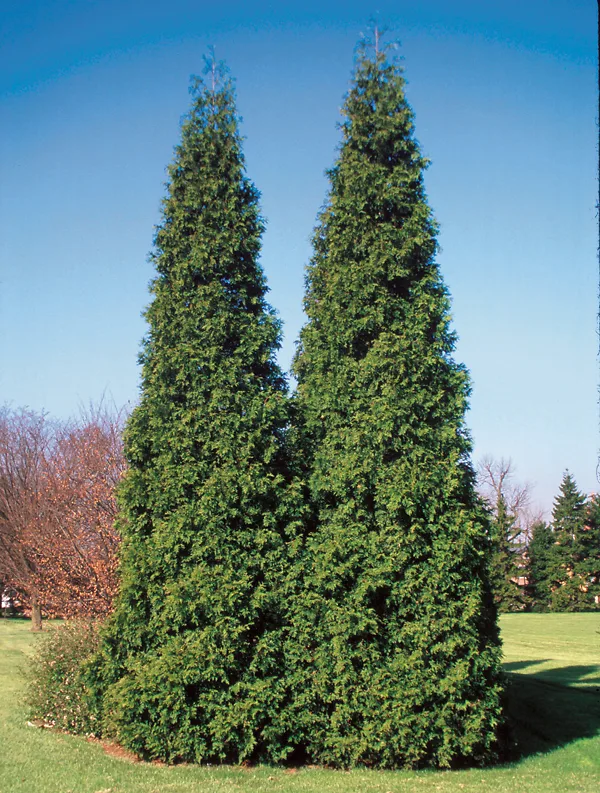 Spring Grove® Western Arborvitae 3 Spring Grove® Western Arborvitae - Image 3