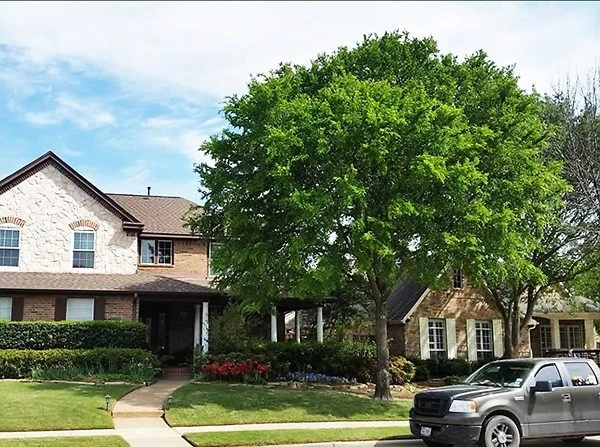 Cedar Elm Tree 1 Cedar Elm Tree