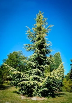 Golden Atlas Cedar -The Tree Center cedrus atlantica aurea 2 jpg webp