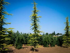 Golden Atlas Cedar -The Tree Center cedrus atlantica aurea 4 600x450 1