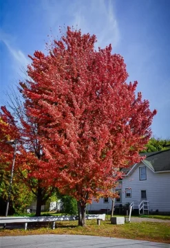 Celebration® Maple Tree 5 Celebration® Maple Tree -The Tree Center celebration maple tree 1 jpg webp
