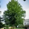 Celebration® Maple Tree