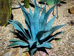 Blue American Agave -The Tree Center century plant 1 600x450 1