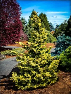 Confucius Hinoki Cypress