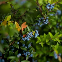 Chandler Blueberry -The Tree Center chandler blueberry3 600x600 1