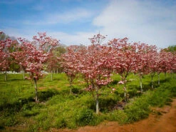 Cherokee Brave Dogwood Tree -The Tree Center cherokee brave dogwood 2 600x450 1
