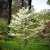 Cherokee Princess Dogwood Tree