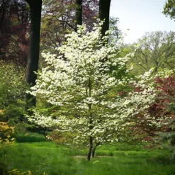 Cherokee Princess Dogwood Tree