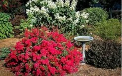 Cherry Dazzle Crape Myrtle