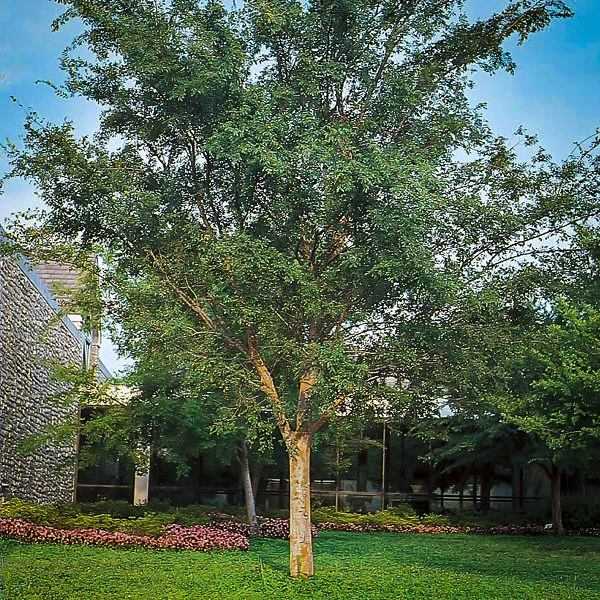 Drake Chinese Elm Tree 2 Drake Chinese Elm Tree - Image 2