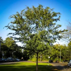 Drake Chinese Elm Tree 5 Drake Chinese Elm Tree -The Tree Center chinese elm drake 3 jpg webp e1694717629558 600x600 1