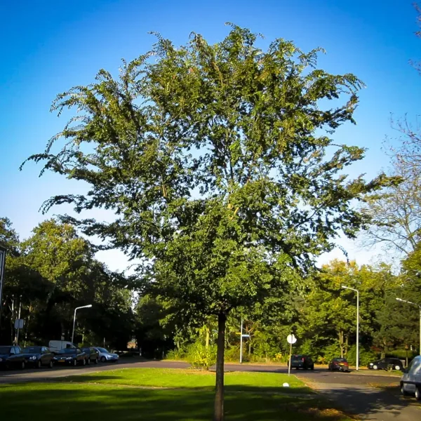 Drake Chinese Elm Tree 3 Drake Chinese Elm Tree - Image 3