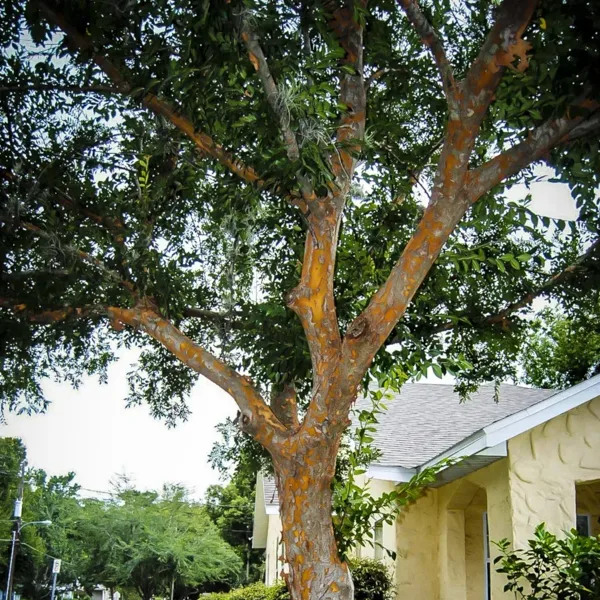Drake Chinese Elm Tree 1 Drake Chinese Elm Tree