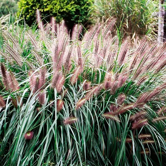 Chinese Fountain Grass 4 Chinese Fountain Grass - Image 4