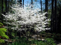 Cloud 9 Dogwood